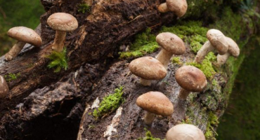 Shiitake: jedinečné a cenné houby